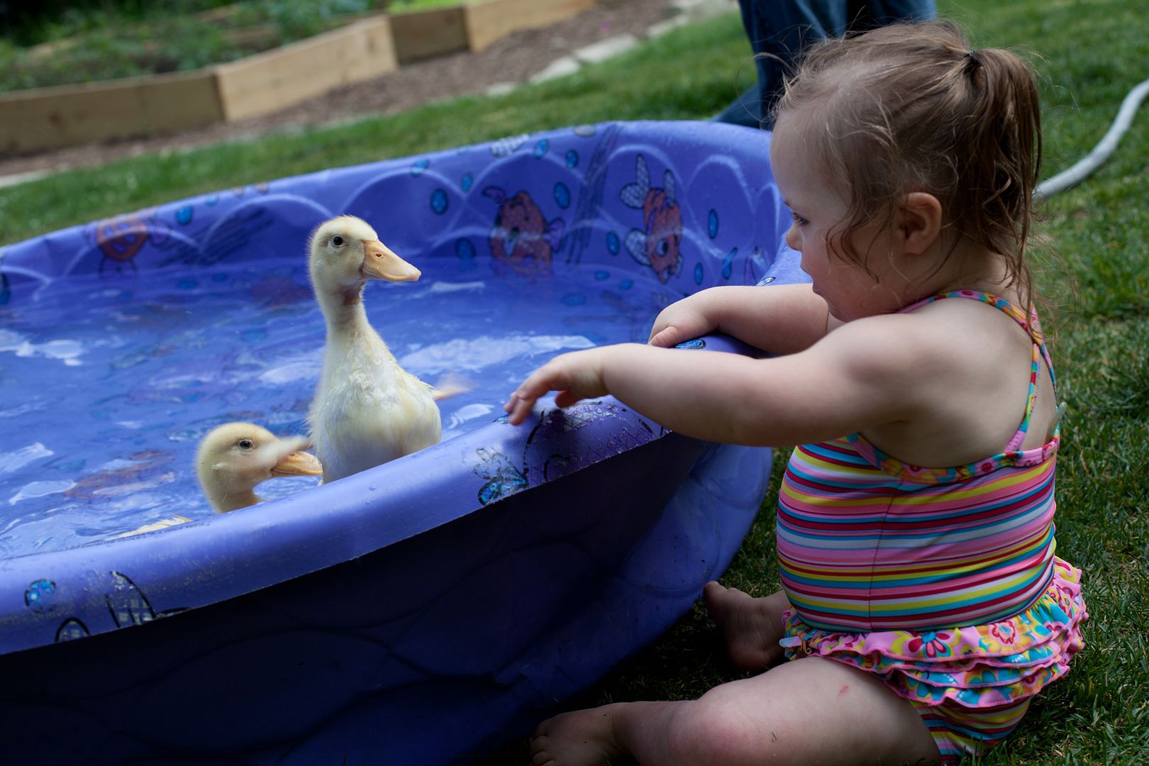 Family pets: Our new backyard Duck