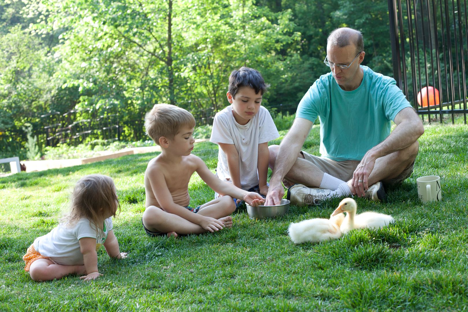 Family pets: Our new backyard Ducks