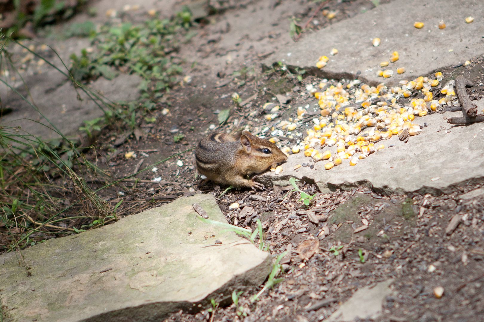 enjoying backyard wildlife with my children