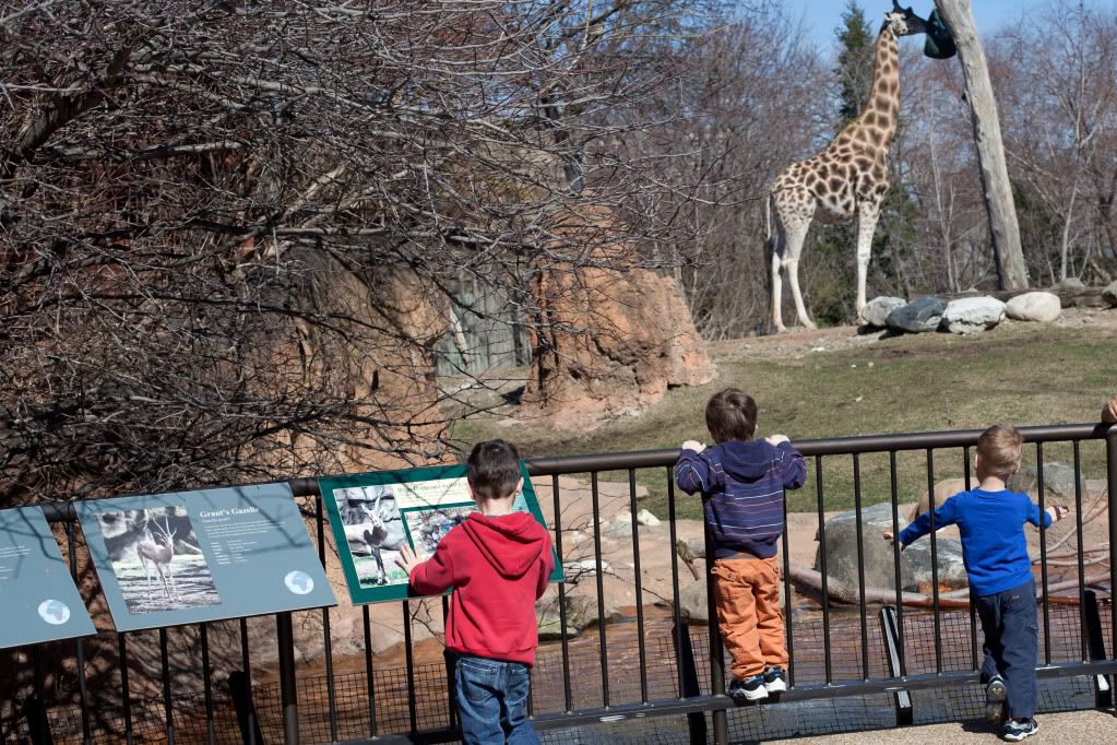 The boys watching the Giraffes