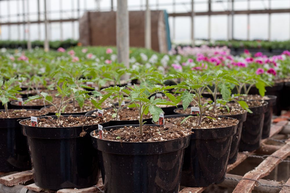 greenhouse that provides job training for individuals with disabilities