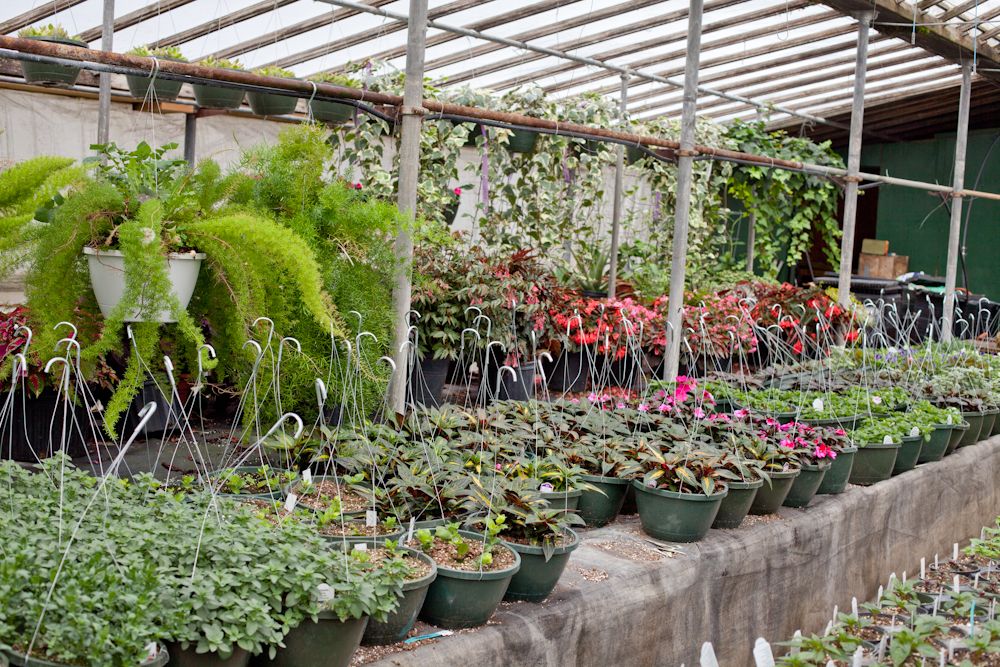 greenhouse that provides job training for individuals with disabilities