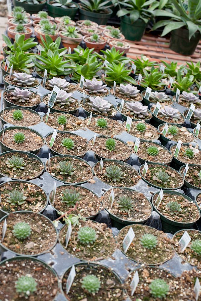 greenhouse that provides job training for individuals with disabilities