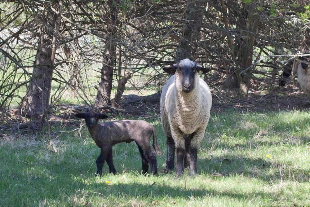 Kids petting sheep at cousin's sheep farm