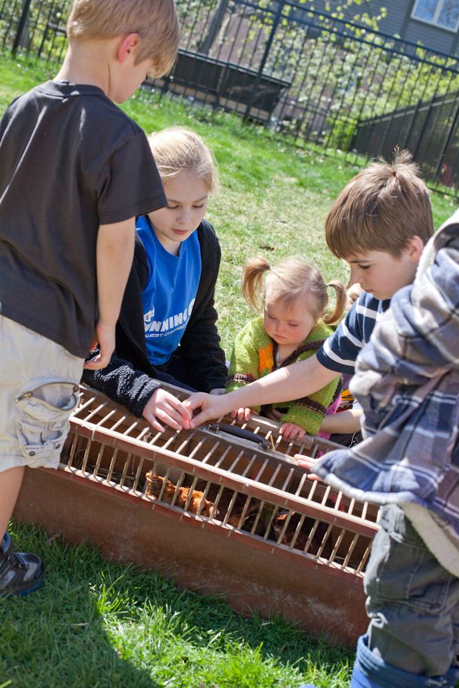 Liam and the hen: Backyard chickens