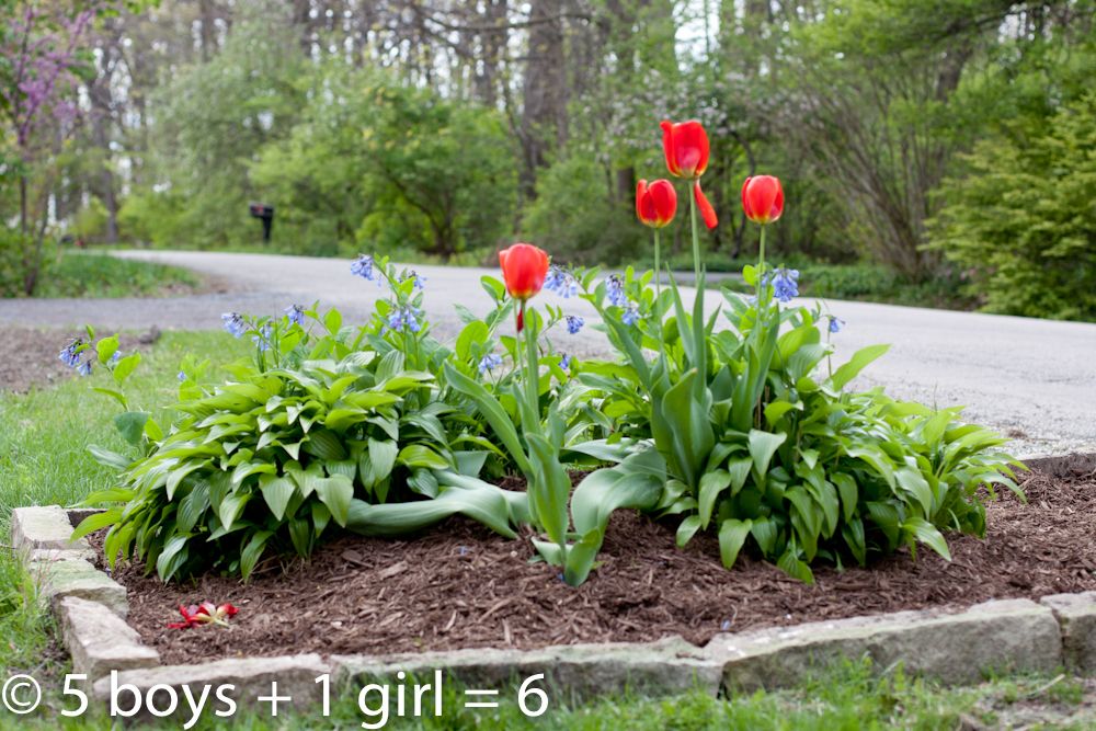 Our Tulips: Gorgeous and standing upright on Easter morning