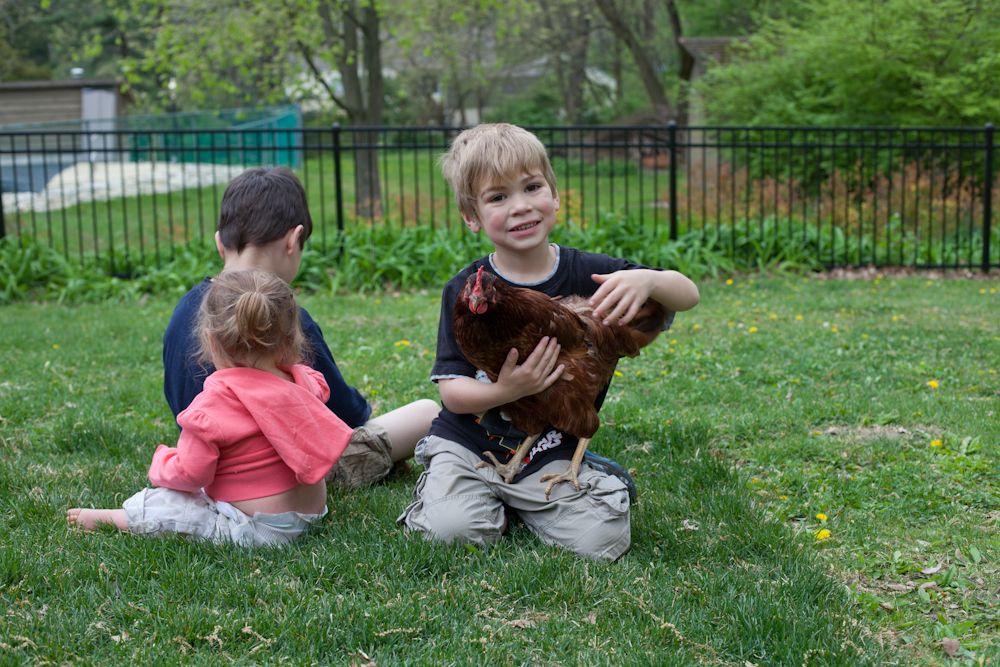 Our Family Chickens:  Life with the backyard chicken