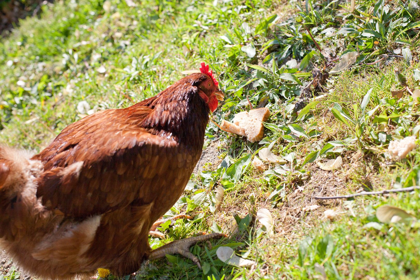 Family Time: Feeding our back yard chickens