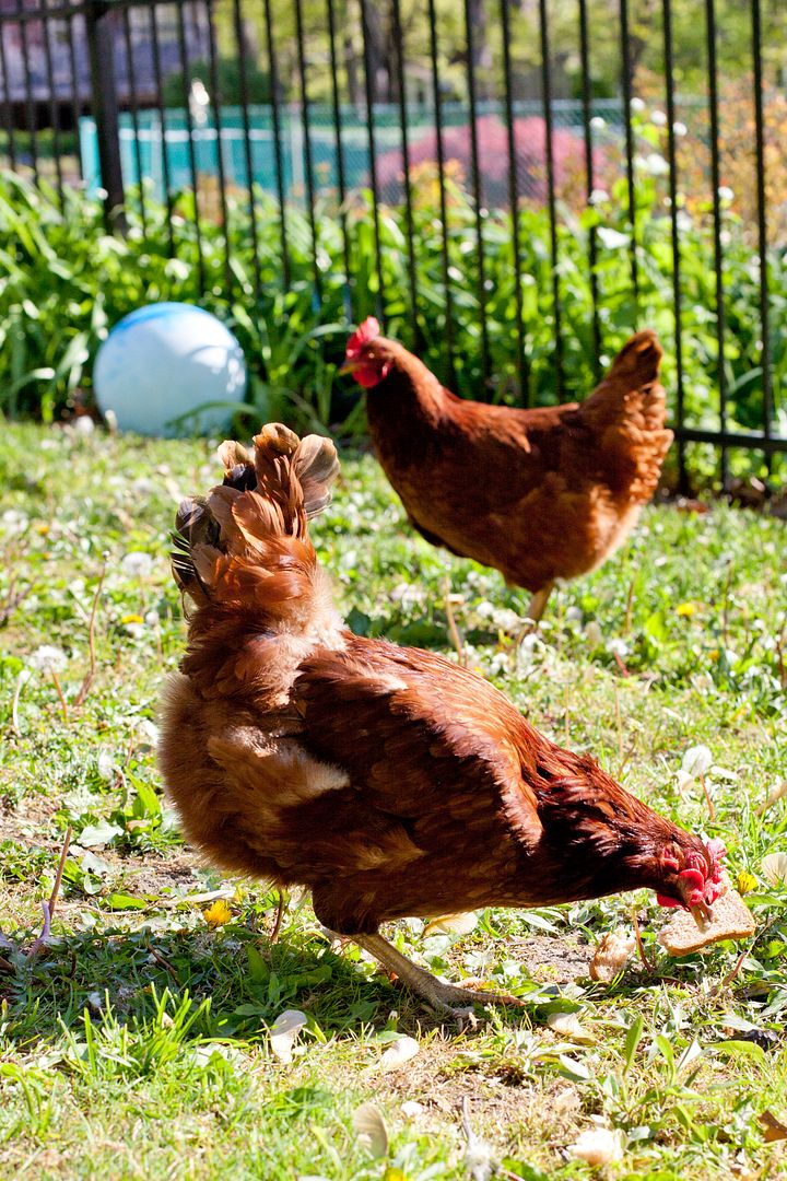 Family time: Feeding our back yard chickens