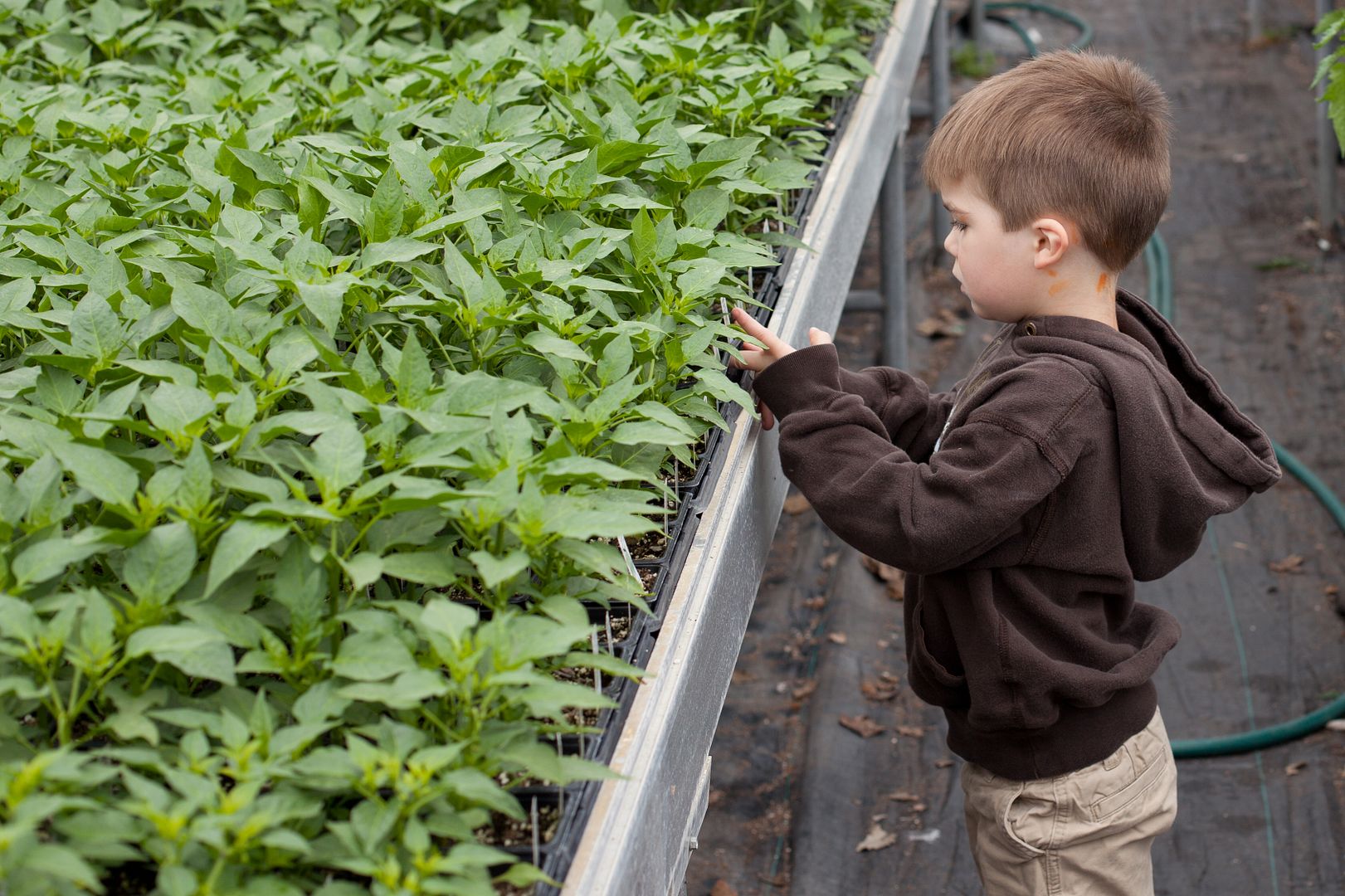 We Grow Dreams: a green house that supports people with disabilities