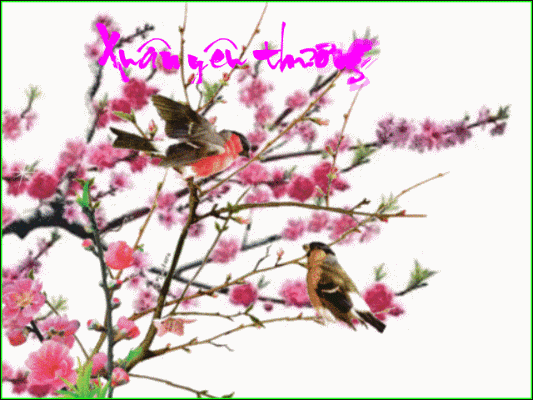 photo hadongxuanyeuthuong.gif