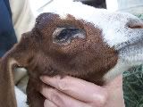 Boer Eye Help! - Goats