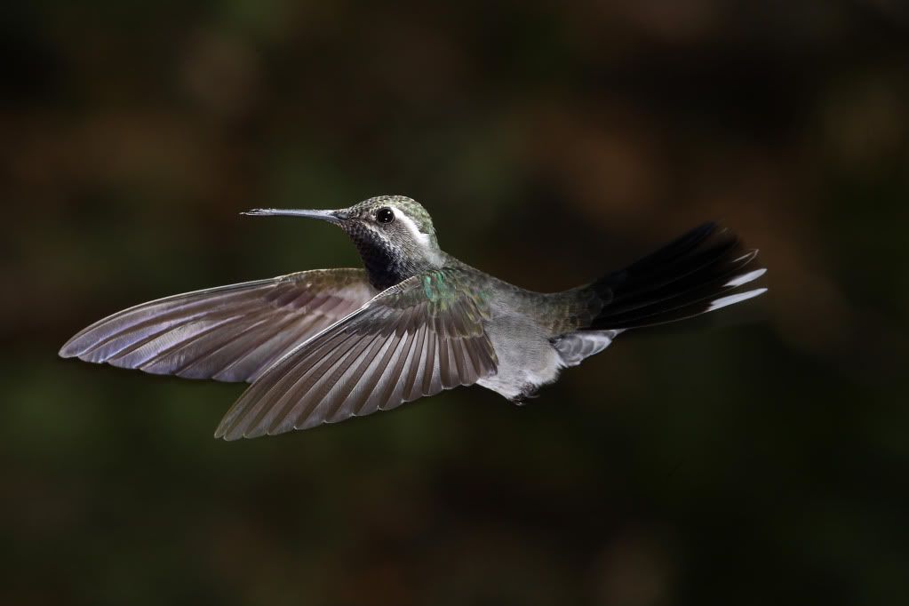 hummingbird-102.jpg