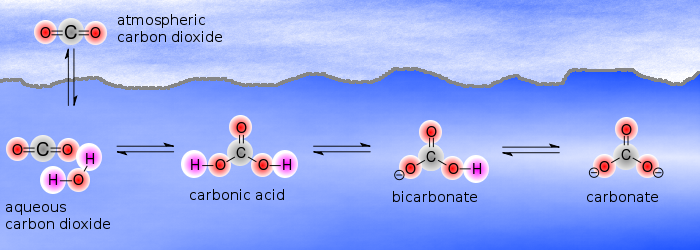 the carbonic acid system The carbonic acid / bicarbonate / carbonate buffer system.
