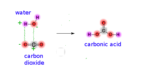 produces carbonic acid.