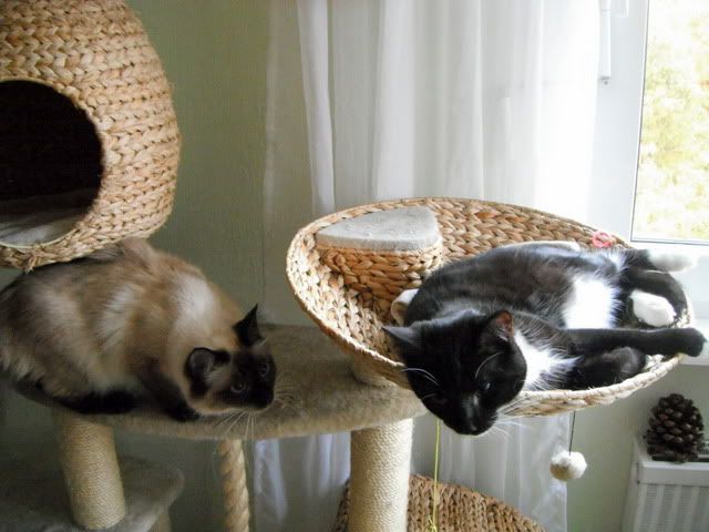 DSCF7386.jpg