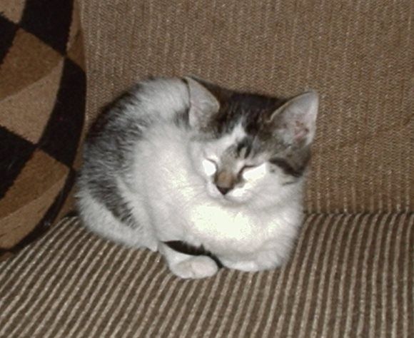 Best Cat Food for Mature Cats from Royal Canin Best Cat Food for Mature Cats from Royal Canin
