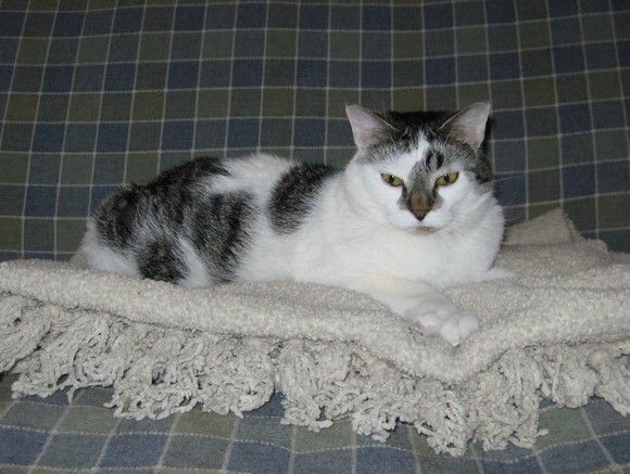 Transition Your Cats to a Healthier Diet with Royal Canin Transition Your Cats to a Healthier Diet with Royal Canin