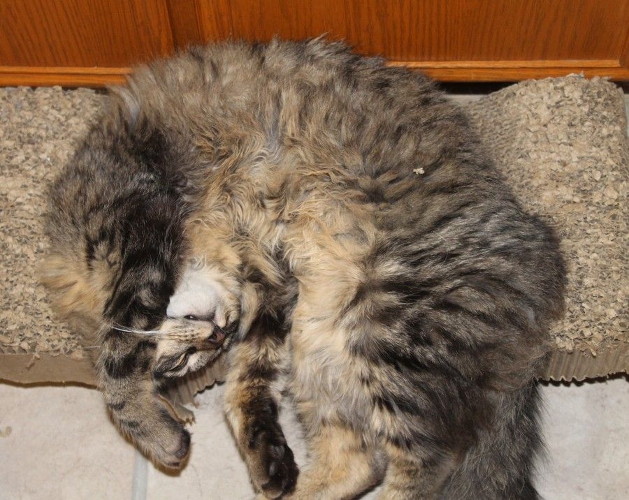 Least Stinky Cat Litter Least Stinky Cat Litter
