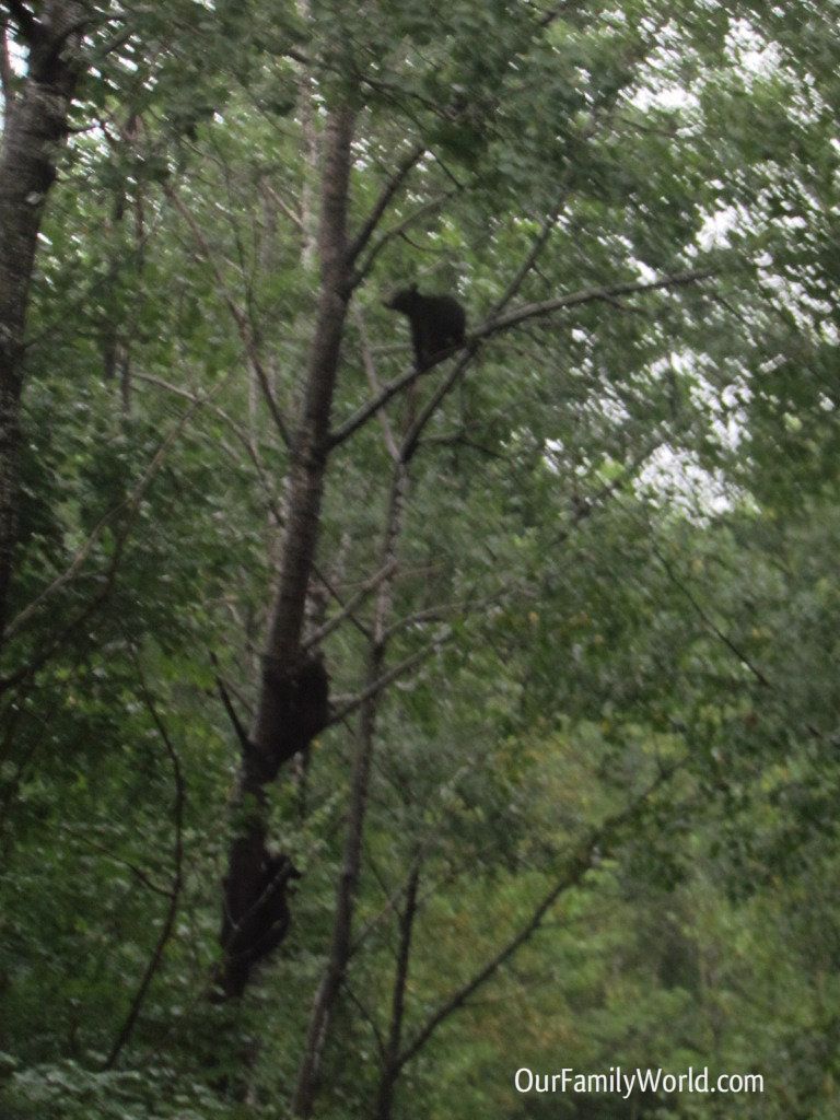 3 baby bears climbing