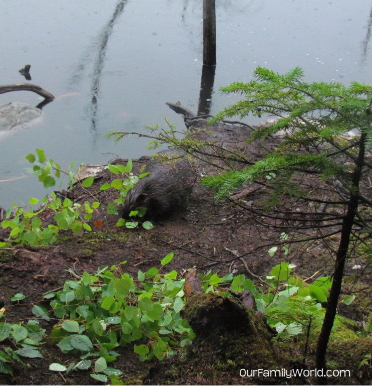 Beavers