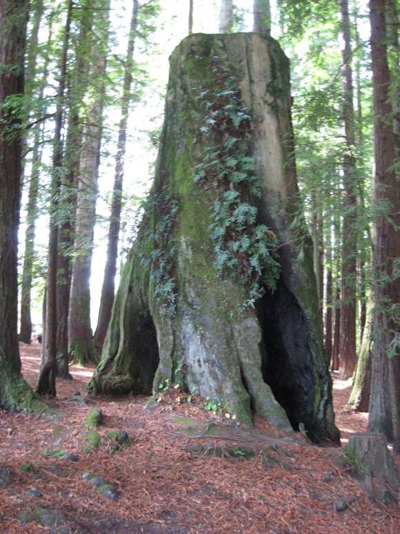 Redwood Tree Celebrate the 4th of July: Redwood Tree