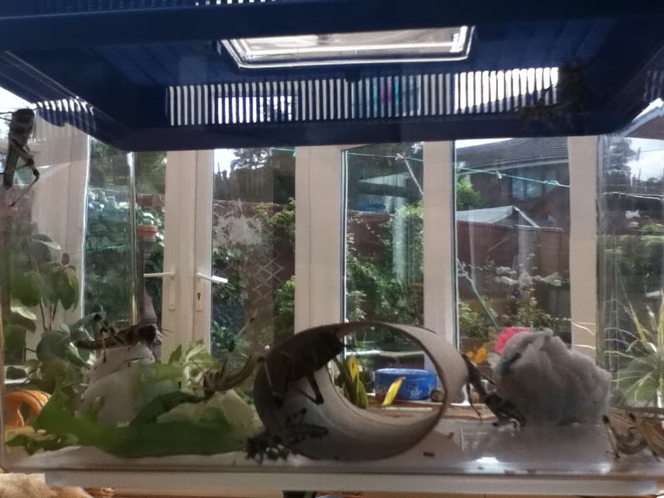 How To Stop Crickets From Escaping at Suzanne Petersen blog