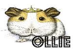 A Hamster called Ollie