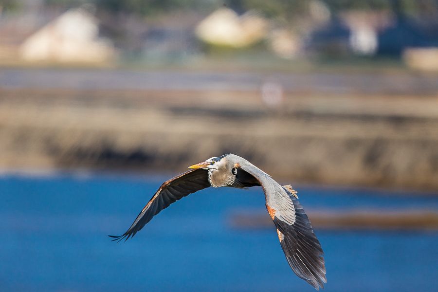 IMAGE: http://i1109.photobucket.com/albums/h433/shutter_dreams/1DX/AK1X0007-5_zpszlvsb9mj.jpg