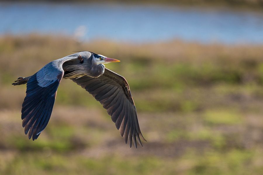 IMAGE: http://i1109.photobucket.com/albums/h433/shutter_dreams/1DX/AK1X0015-5_zps5oa3dmet.jpg