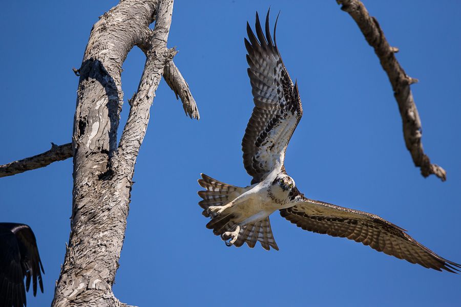 IMAGE: http://i1109.photobucket.com/albums/h433/shutter_dreams/1DX/AK1X0120-5_zpshrrnyn7q.jpg