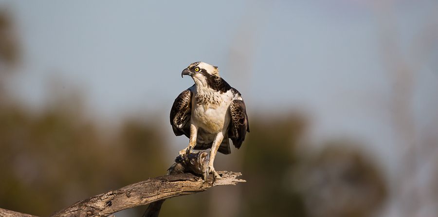 IMAGE: http://i1109.photobucket.com/albums/h433/shutter_dreams/1DX/AK1X0176-5_zpsujwb76tm.jpg