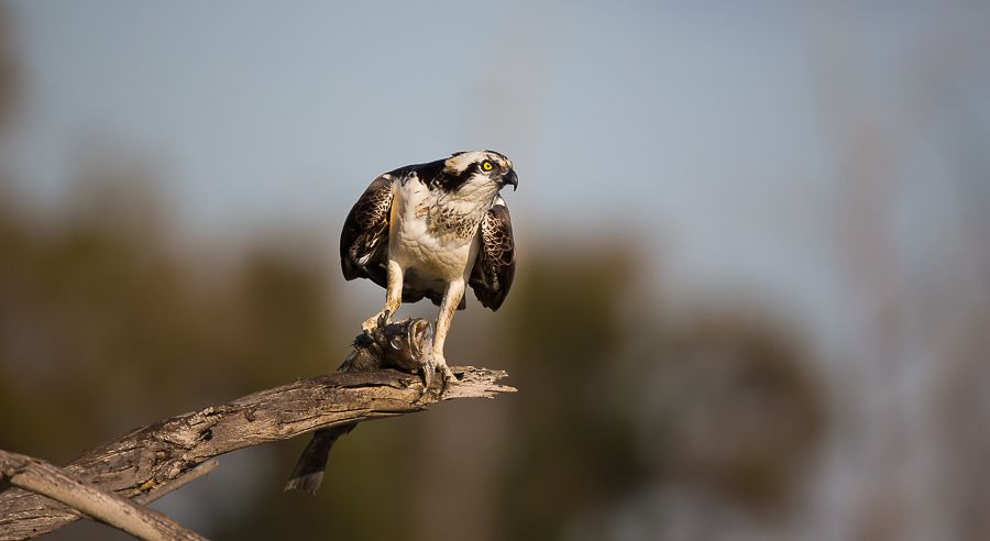 IMAGE: http://i1109.photobucket.com/albums/h433/shutter_dreams/1DX/AK1X0184-5_zpslrerc6oa.jpg