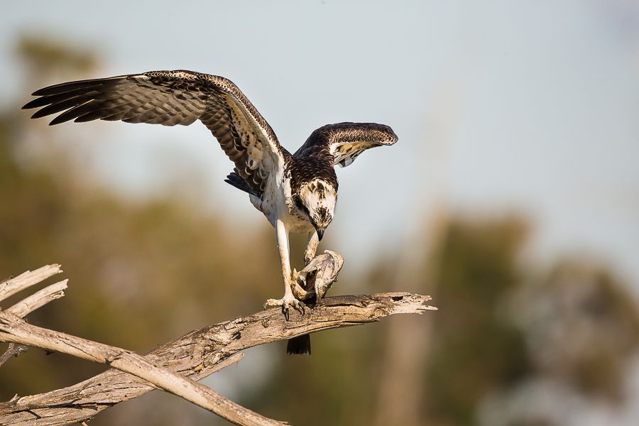 IMAGE: http://i1109.photobucket.com/albums/h433/shutter_dreams/1DX/AK1X0193-5_zpst3qx3ofv.jpg