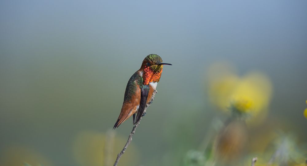 IMAGE: http://i1109.photobucket.com/albums/h433/shutter_dreams/1DX/AK1X0219_zpsff238e72.jpg