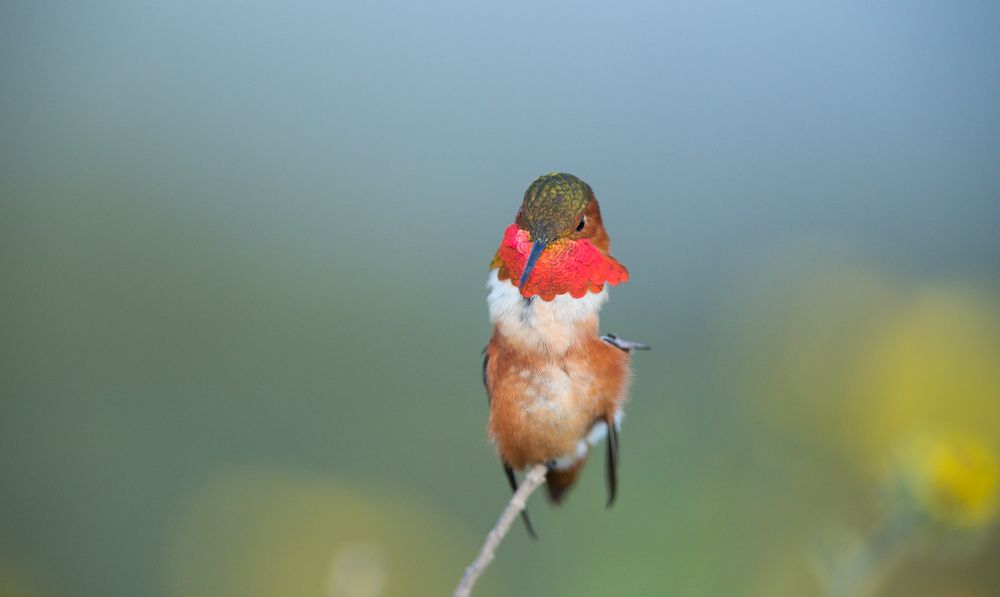 IMAGE: http://i1109.photobucket.com/albums/h433/shutter_dreams/1DX/AK1X0284-2-7_zps4cbf44fa.jpg