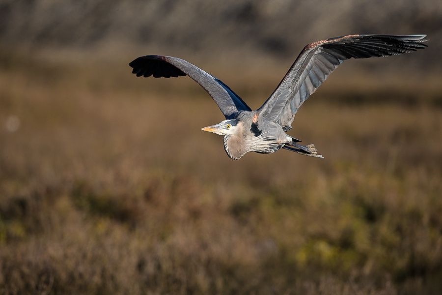 IMAGE: http://i1109.photobucket.com/albums/h433/shutter_dreams/1DX/AK1X0465-5_zpskvvfwoaf.jpg