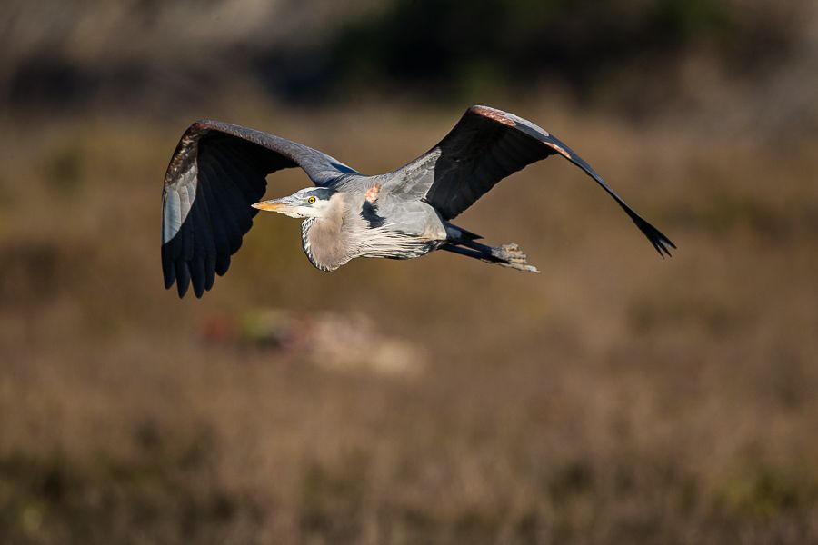 IMAGE: http://i1109.photobucket.com/albums/h433/shutter_dreams/1DX/AK1X0469-6_zpsnjhxgey9.jpg