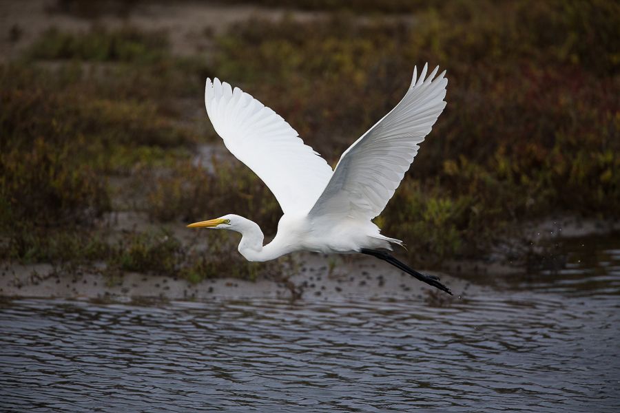 IMAGE: http://i1109.photobucket.com/albums/h433/shutter_dreams/1DX/AK1X8640_zps8j2dygz1.jpg