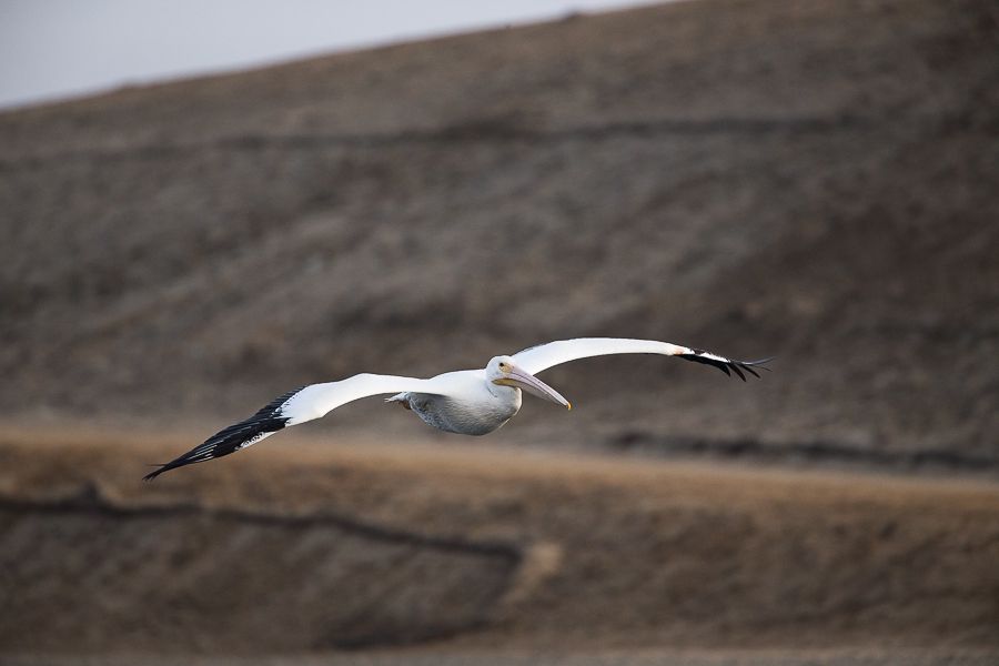 IMAGE: http://i1109.photobucket.com/albums/h433/shutter_dreams/1DX/AK1X8680-2_zpse0jsdbzq.jpg