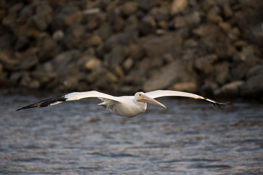 IMAGE: http://i1109.photobucket.com/albums/h433/shutter_dreams/1DX/AK1X8691-3_zpssk7elrim.jpg