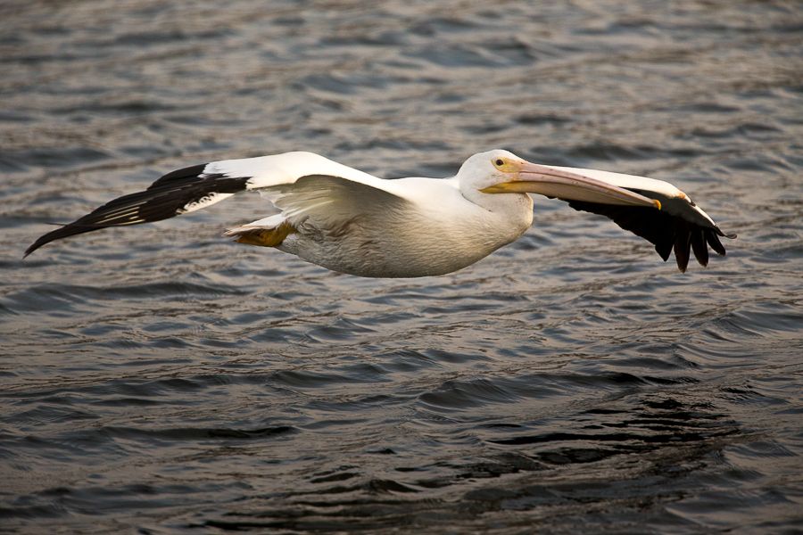 IMAGE: http://i1109.photobucket.com/albums/h433/shutter_dreams/1DX/AK1X8701-3_zpszsj9a2yk.jpg