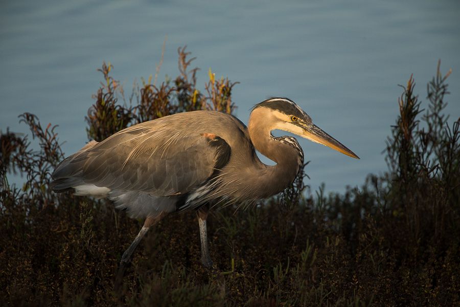 IMAGE: http://i1109.photobucket.com/albums/h433/shutter_dreams/1DX/AK1X8769_zpsuu4o6kho.jpg