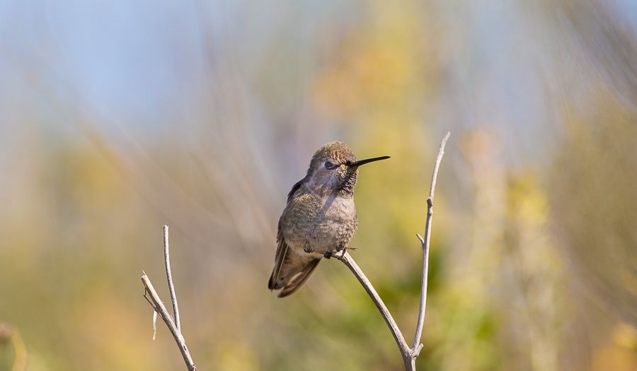 IMAGE: http://i1109.photobucket.com/albums/h433/shutter_dreams/1DX/AK1X9832_zpsrbxlgcos.jpg