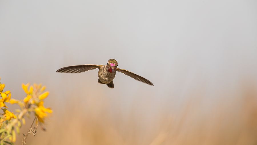 IMAGE: http://i1109.photobucket.com/albums/h433/shutter_dreams/1DX/AK1X9902_zpsqvglitmc.jpg