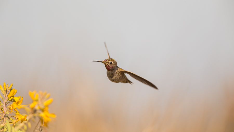 IMAGE: http://i1109.photobucket.com/albums/h433/shutter_dreams/1DX/AK1X9903_zpsafm6qhjv.jpg