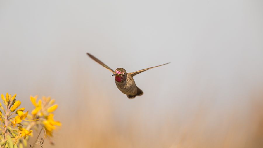 IMAGE: http://i1109.photobucket.com/albums/h433/shutter_dreams/1DX/AK1X9904_zpsrqqqbnjv.jpg