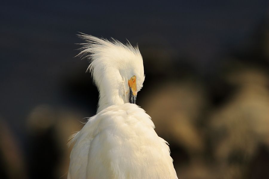 IMAGE: http://i1109.photobucket.com/albums/h433/shutter_dreams/1Dii/JB2I0461_zpscd759724.jpg