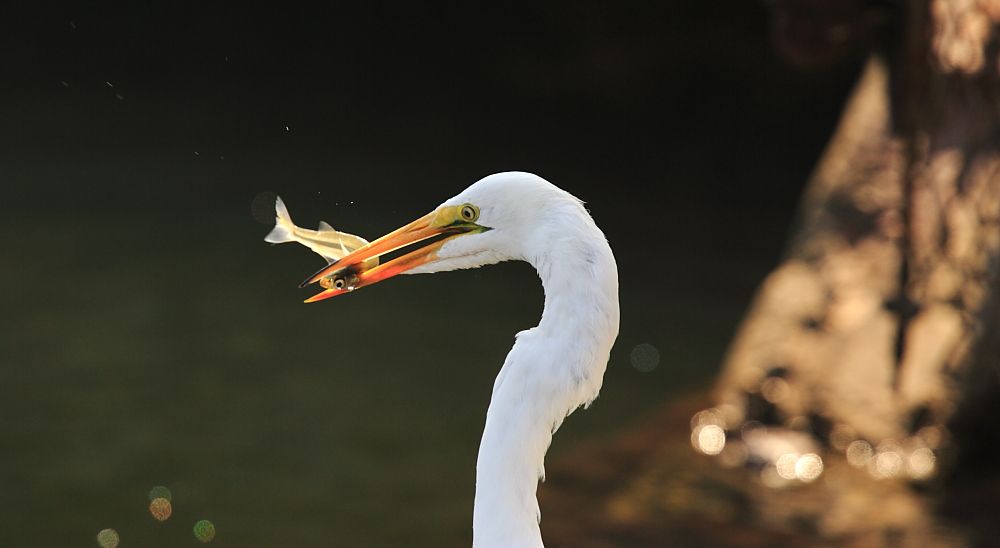 IMAGE: http://i1109.photobucket.com/albums/h433/shutter_dreams/1Dii/JB2I0475_zps668147d6.jpg