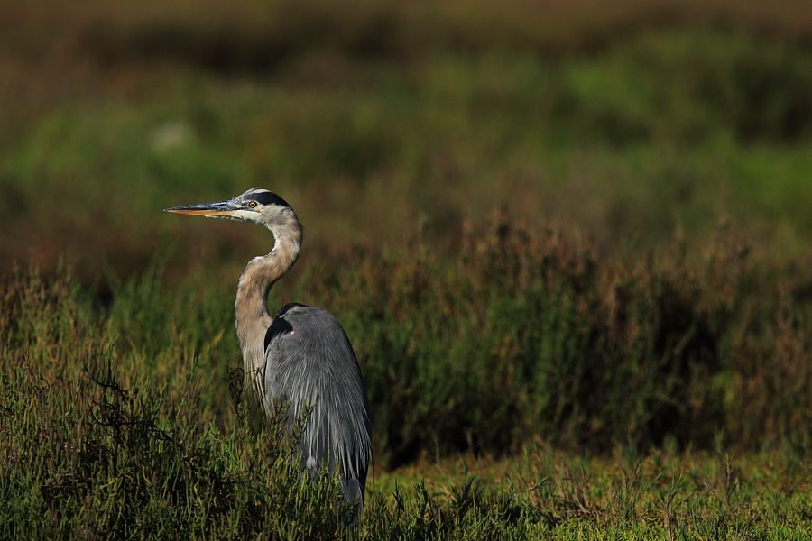 IMAGE: http://i1109.photobucket.com/albums/h433/shutter_dreams/1Dii/JB2I0504_zpsc8df1fd8.jpg